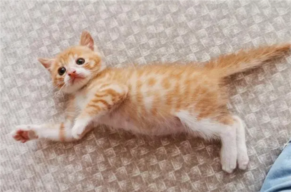 猫咪化毛吃什么？日常帮助猫咪化毛食物推荐