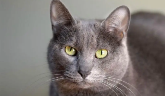 科拉特猫多少钱一只？新手铲屎官可以看看～