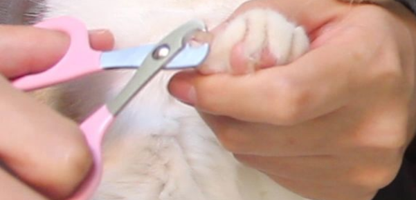 猫咪需要剪指甲吗?