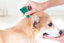 给狗狗体外驱虫视频