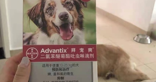 宠物体外驱虫药哪种好