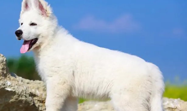 瑞士牧羊犬幼犬多少钱一只