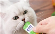 猫咪拉稀能吃猫条吗