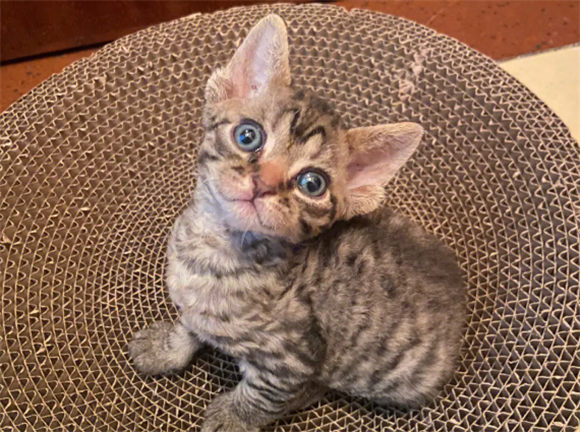 德文卷毛猫能吃螃蟹吗,尽量不要吃! 德文卷毛猫能吃螃蟹吗,尽量不要吃!