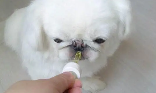 狗狗体内驱虫什么药比较好