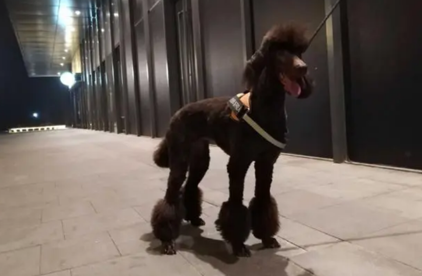 巨型贵宾犬都有哪些品种大全