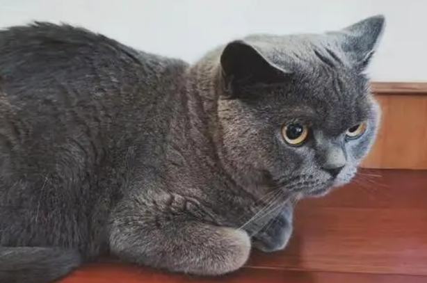 英短蓝猫为什么脱毛?原因竟然是? 英短蓝猫为什么脱毛?原因竟然是?