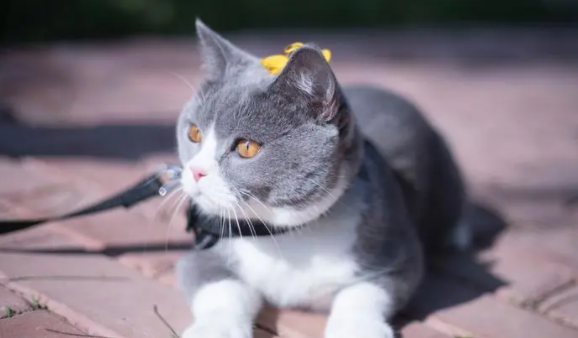英短与布偶猫生出来是什么？不知道得快看
