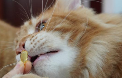 怎么给猫咪喂鱼油 怎么给猫咪喂鱼油