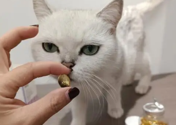 猫咪吃鱼油好吗