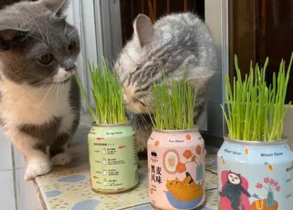 猫草哪一种好 猫草哪一种好