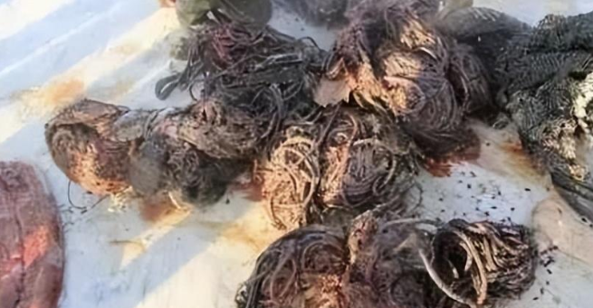 是谁造成?怀孕侏儒抹香鲸搁浅死亡,胃堆满塑料 是谁造成?怀孕侏儒抹香鲸搁浅死亡,胃堆满塑料