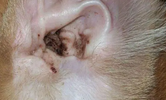 猫咪有耳螨可以驱虫吗