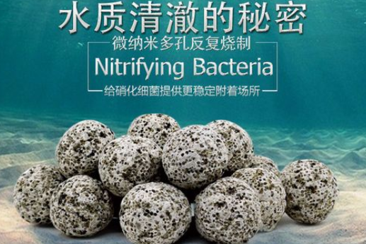 怎么养硝化细菌