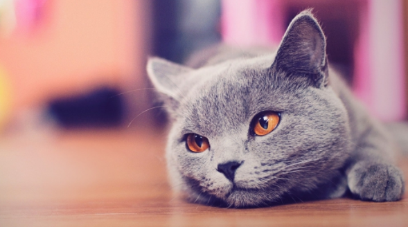 猫耳朵边缘结痂是怎么回事?这篇文章有答案! 猫耳朵边缘结痂是怎么回事?这篇文章有答案!