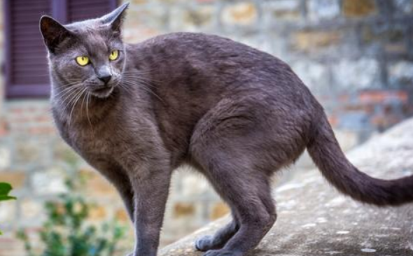 科拉特猫肾衰怎么办？试试这几种办法