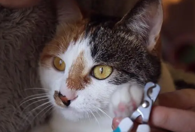 宠物猫用剪指甲吗