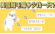 美国短毛猫多少钱一只？聪明好养，新手可买