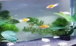 鱼缸的水温度怎么调节