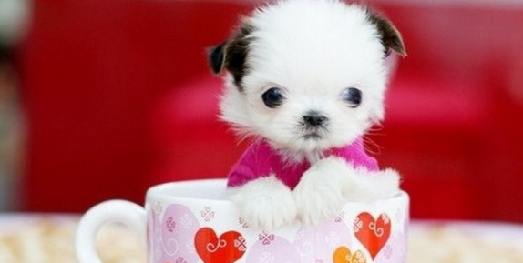 养茶杯犬要注意什么？新手须知