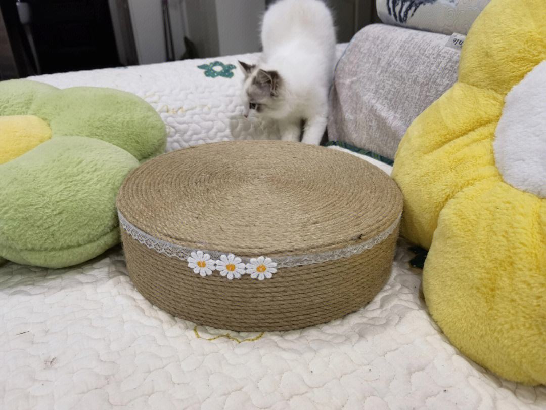 猫抓板多少钱