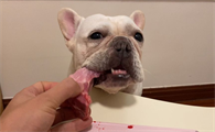 抖音上给狗狗吃各种名贵的肉