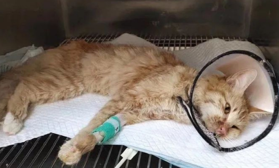 猫咪猫鼻支什么症状？主要包括这些