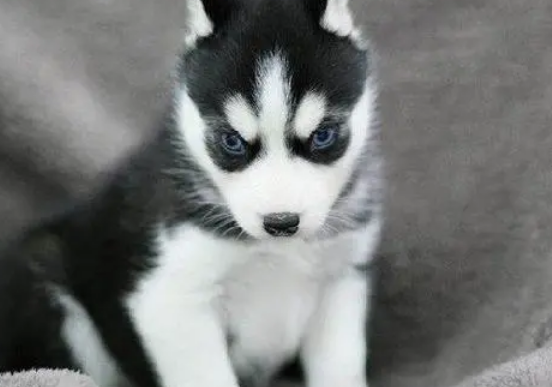 哈士奇适合家养吗?看完你就知道了 哈士奇适合家养吗?看完你就知道了