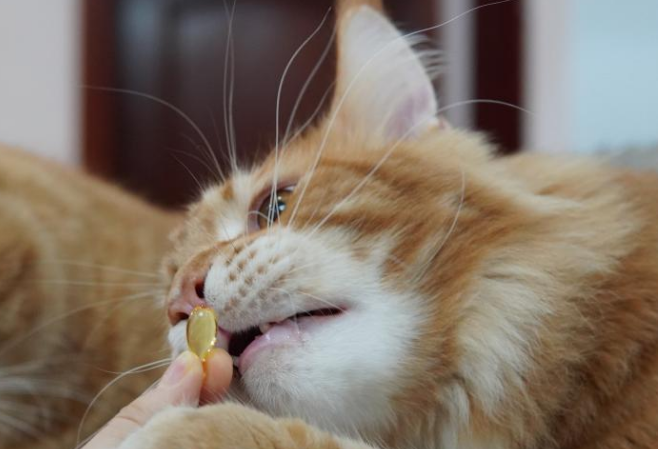 猫咪要吃鱼油吗