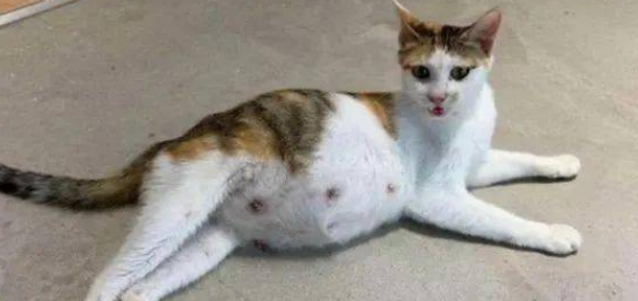 猫肚子大软软的不吃饭？这是什么原因？