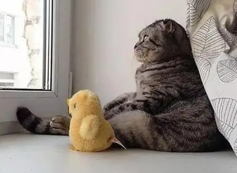 猫为什么喜欢呆在窗户旁？来看这里~