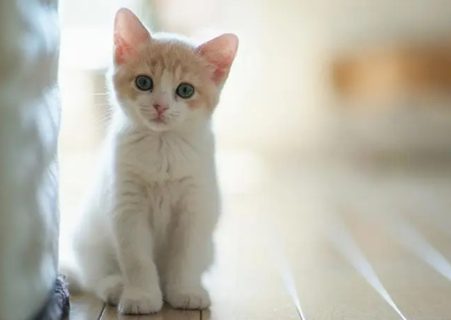 大家知道，猫为什么埋屎的时候抓空气吗？
