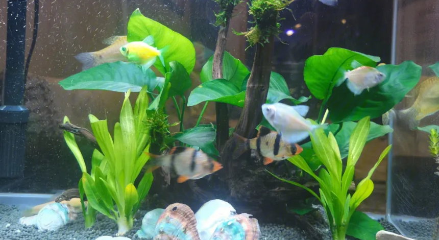 鱼缸里放什么水草
