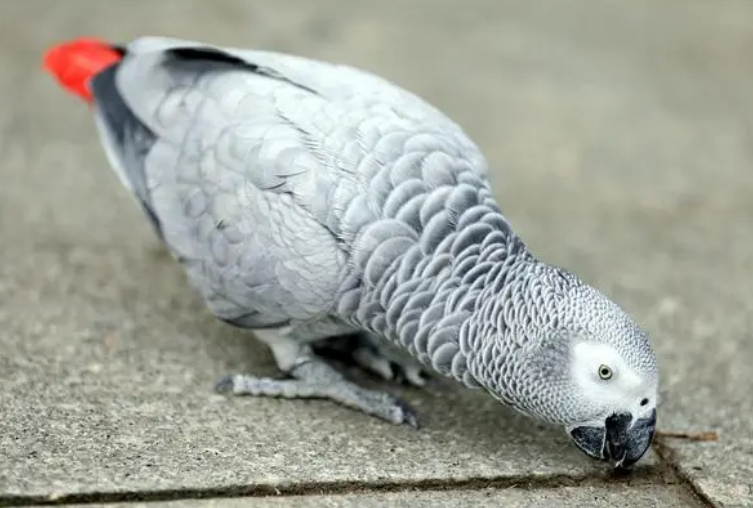 今日分享:非洲灰鹦鹉好养吗? 今日分享:非洲灰鹦鹉好养吗?