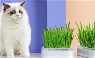 猫草是什么样子的