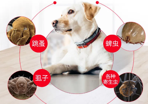 如何给宠物体外驱虫
