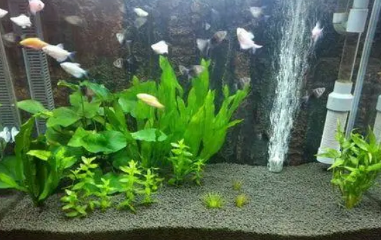 硝化细菌有没有用
