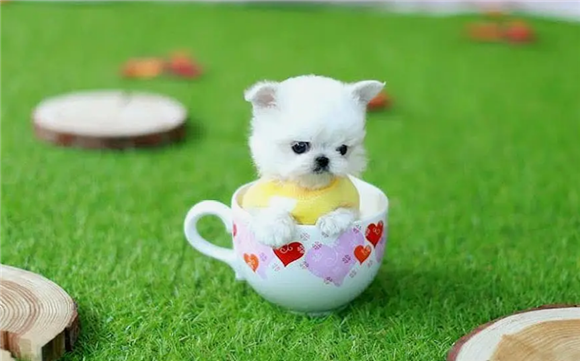 茶杯犬是怎么培育出来的?看完表示不想买了 茶杯犬是怎么培育出来的?看完表示不想买了