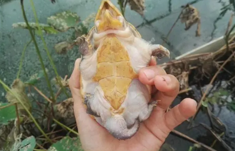 窄桥蛋龟最大能长多大？可以来看看！