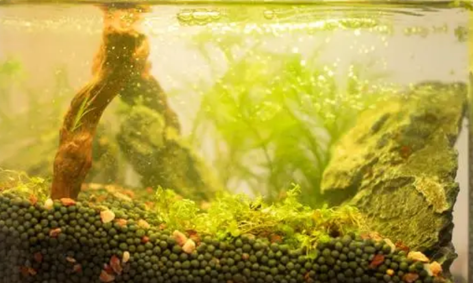 养鱼缸里的水浑怎么办