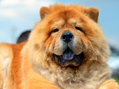 养宠小知识:松狮犬会攻击主人吗? 养宠小知识:松狮犬会攻击主人吗?