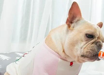 狗狗营养膏补充什么