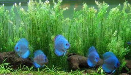 鱼缸里养水草对鱼好吗