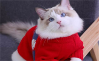 猫适合什么属相的人养