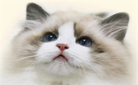 母猫尿频尿少怎么办？带你们来瞧瞧！