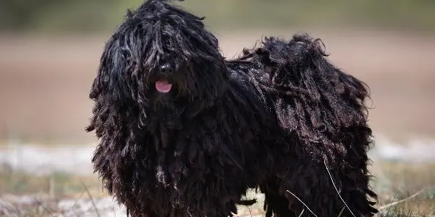 波利犬怎么训练大小便？技巧奉上