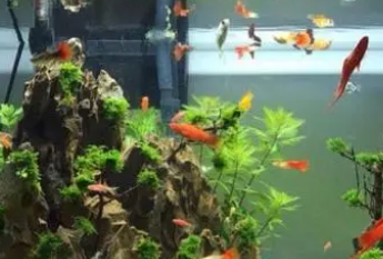 鱼缸里的水混了怎么办