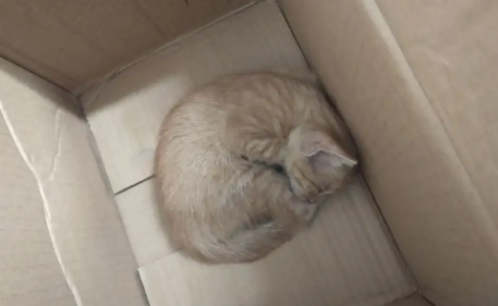 猫鬼情未了！病重橘猫强行“越狱”，只为守着同伴的骨灰盒