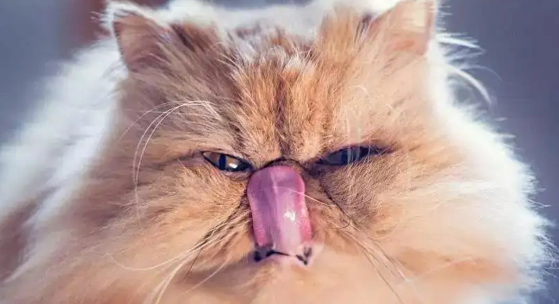 哈瓦那棕猫打喷嚏什么原因?分多种情况 哈瓦那棕猫打喷嚏什么原因?分多种情况