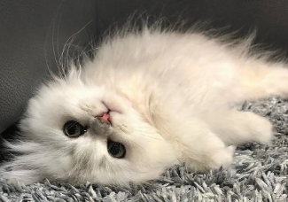 收养流浪猫需要注意什么?一起来看看 收养流浪猫需要注意什么?一起来看看